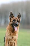 BERGER ALLEMAND 1170